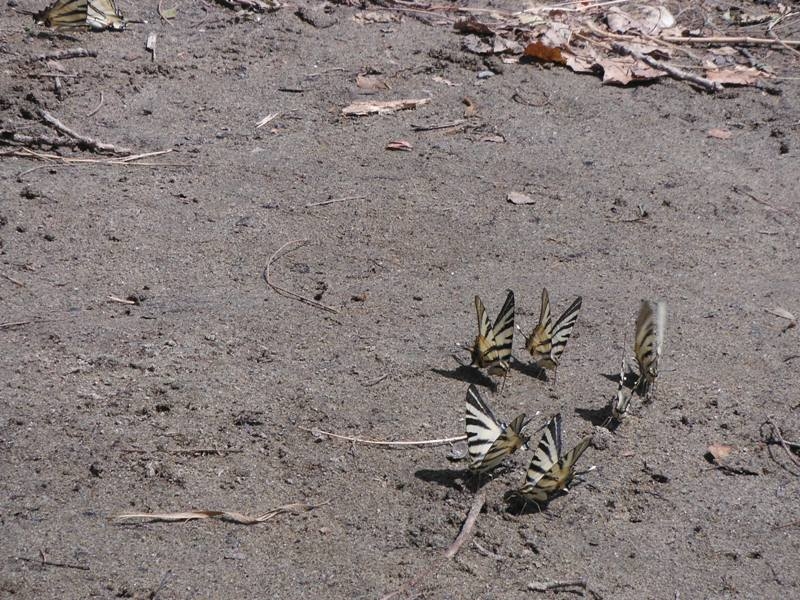 Village Camps International Summer Camp Ard&egrave;che, France 2019-07-26 https://www.villagecamps.com/journals_admin/images/645-35-16-07-2013 lossless (174).jpg